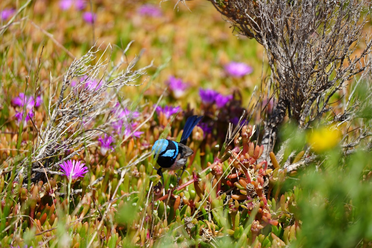 Maluro Soberbio - ML646675213