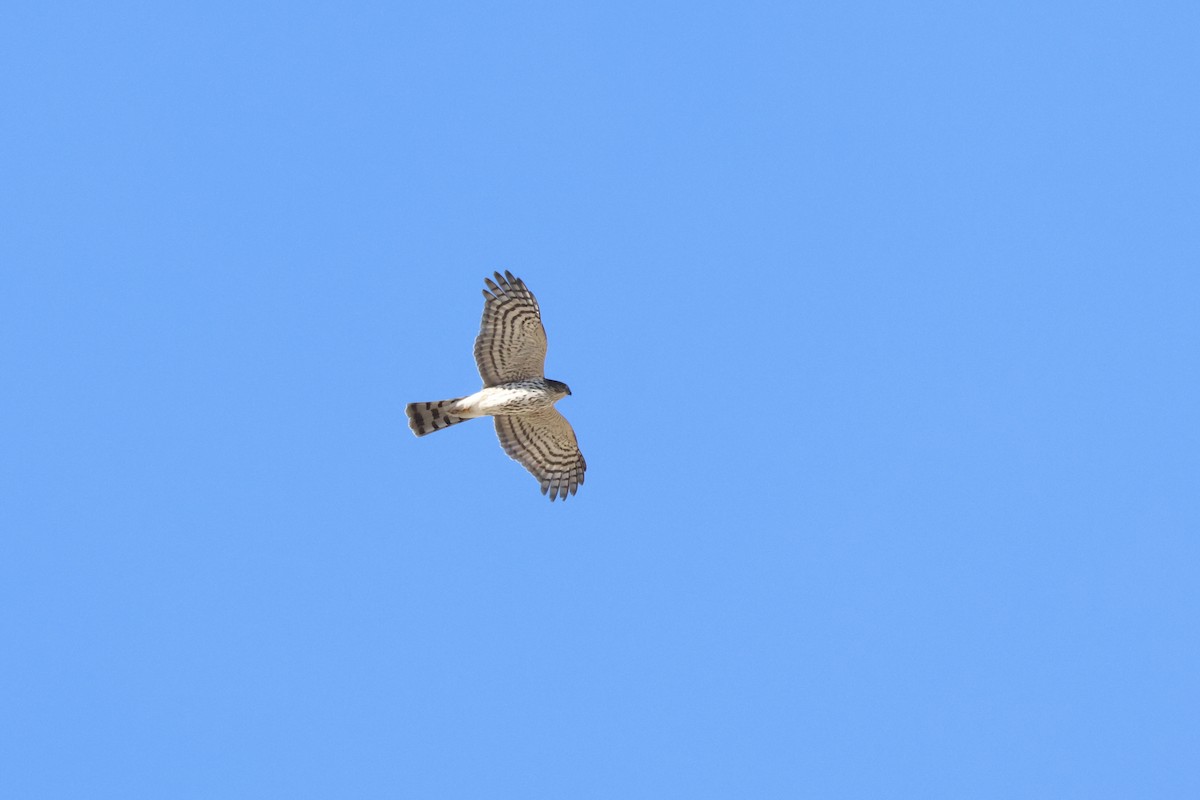 Gavilán Americano - ML646675214