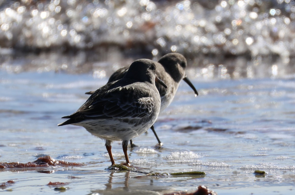 Correlimos Oscuro - ML646675215