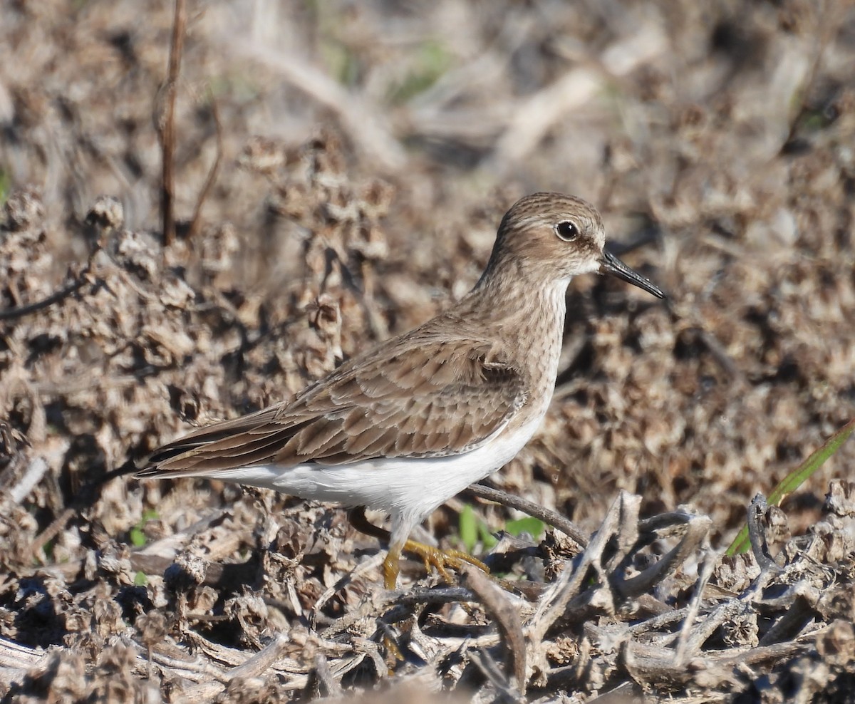 Correlimos Menudillo - ML646675216