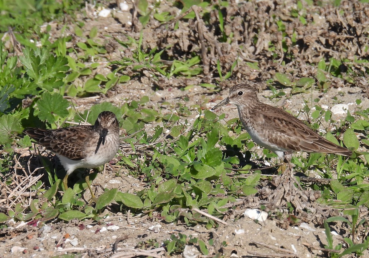 Correlimos Menudillo - ML646675217
