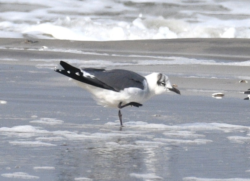 Gaviota Guanaguanare - ML646675218