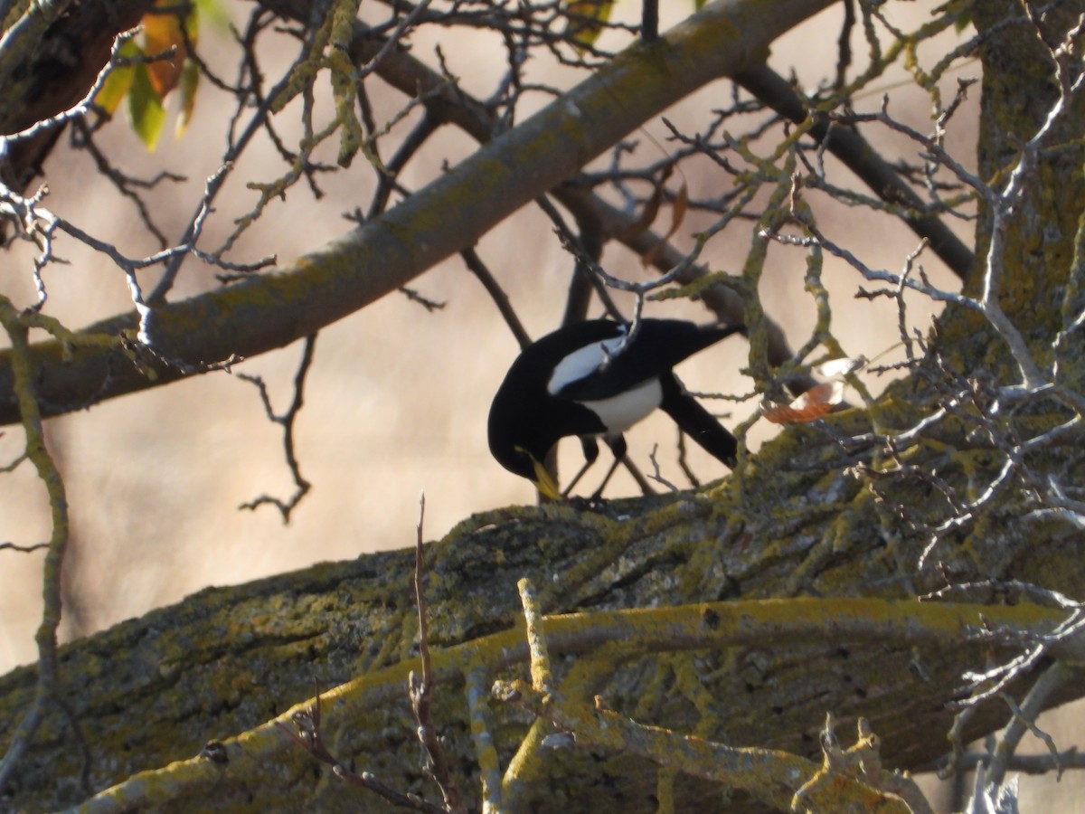 Yellow-billed Magpie - ML646675219