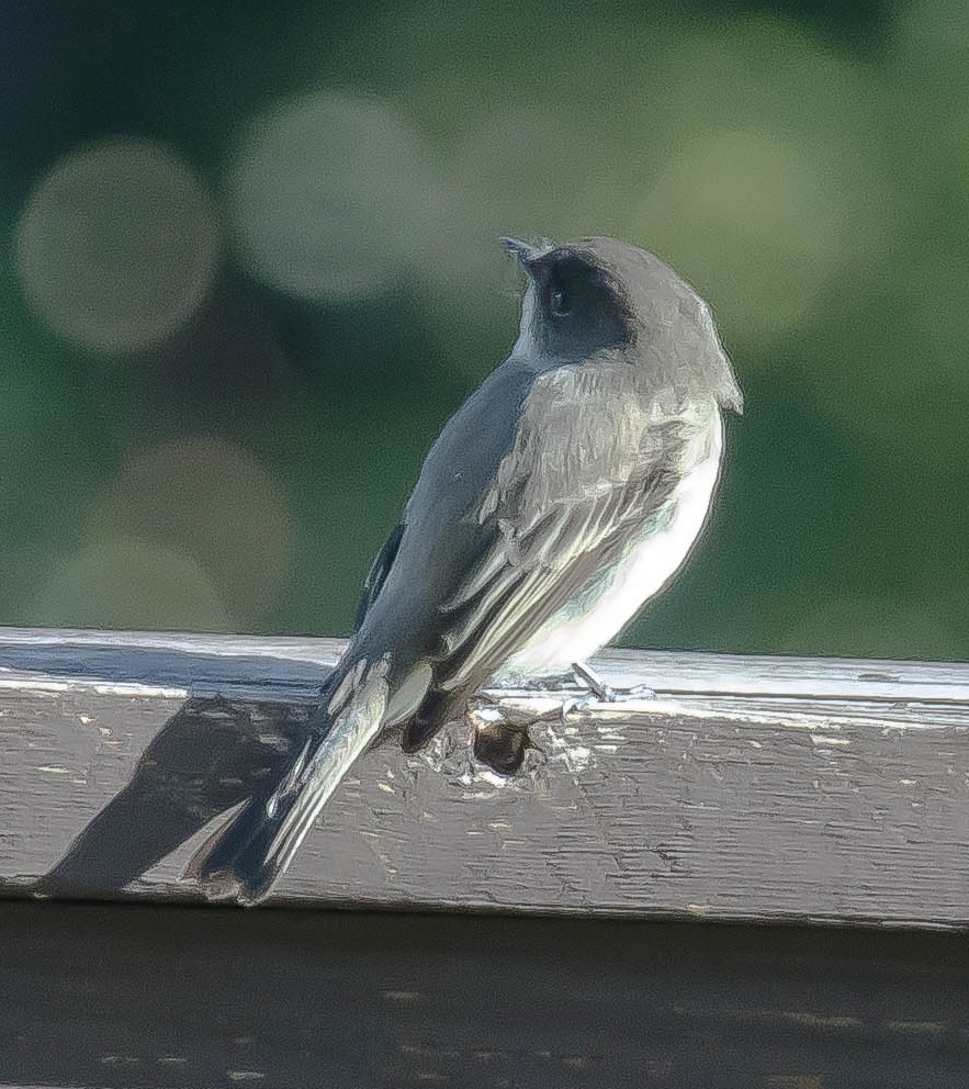 Mosquero Fibí - ML646675224