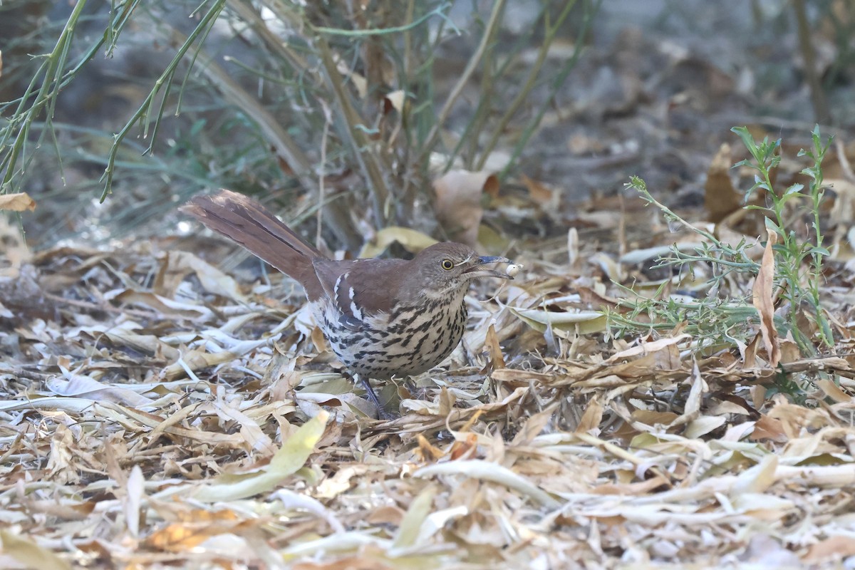 チャイロツグミモドキ - ML646675225