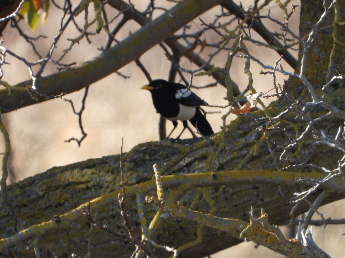 Yellow-billed Magpie - ML646675226