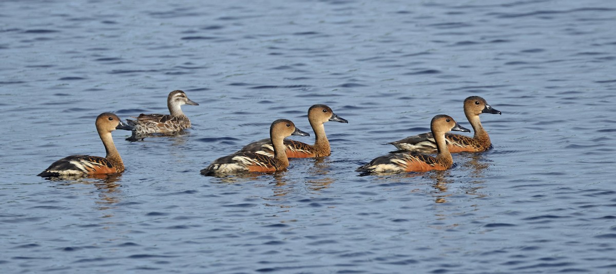 Gezgin Islıkçı Ördek - ML646675227