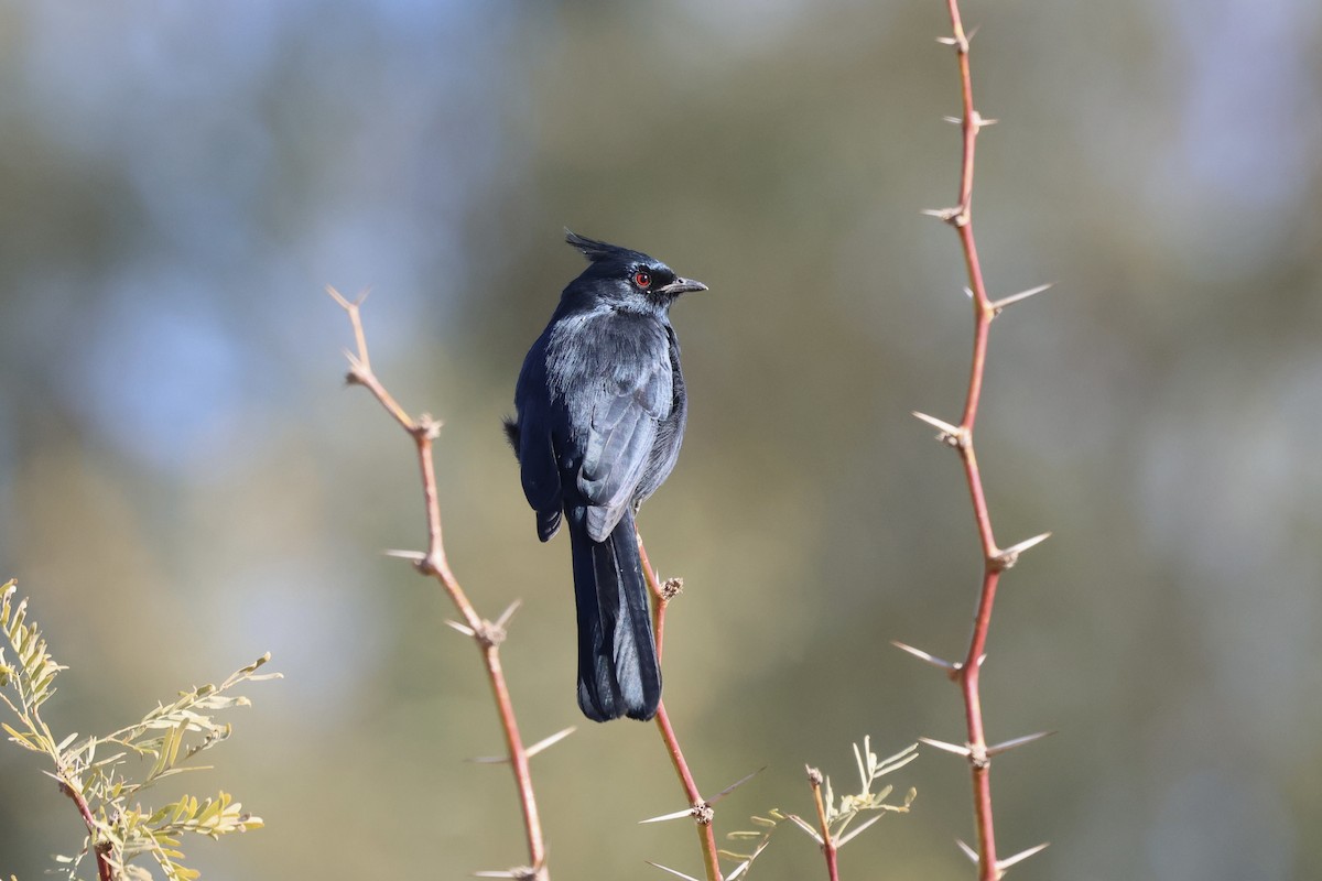 palmovník tmavý - ML646675229