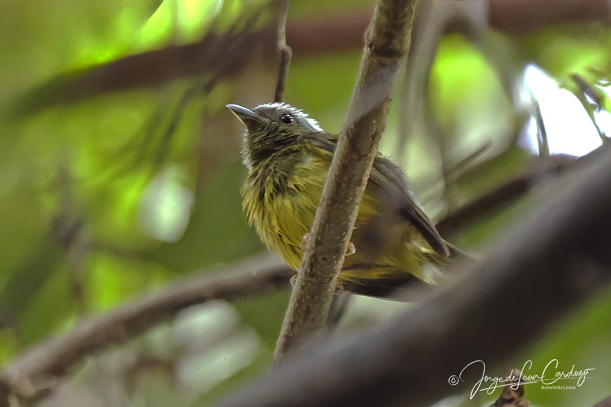 Snow-capped Manakin - ML646675232
