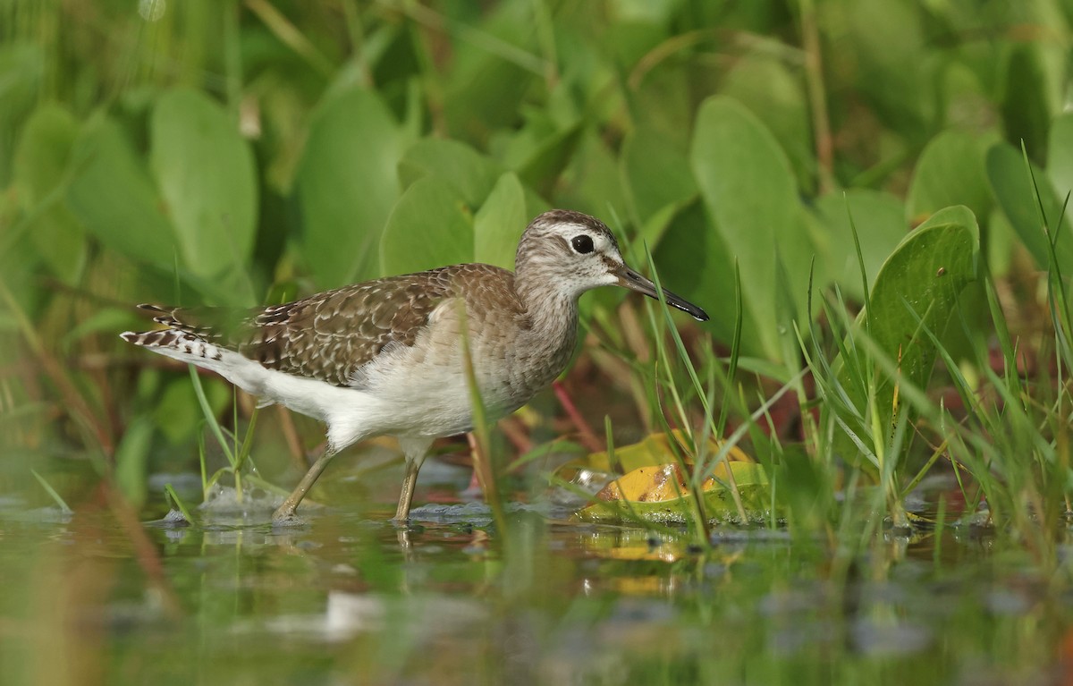 Orman Düdükçünü - ML646675235