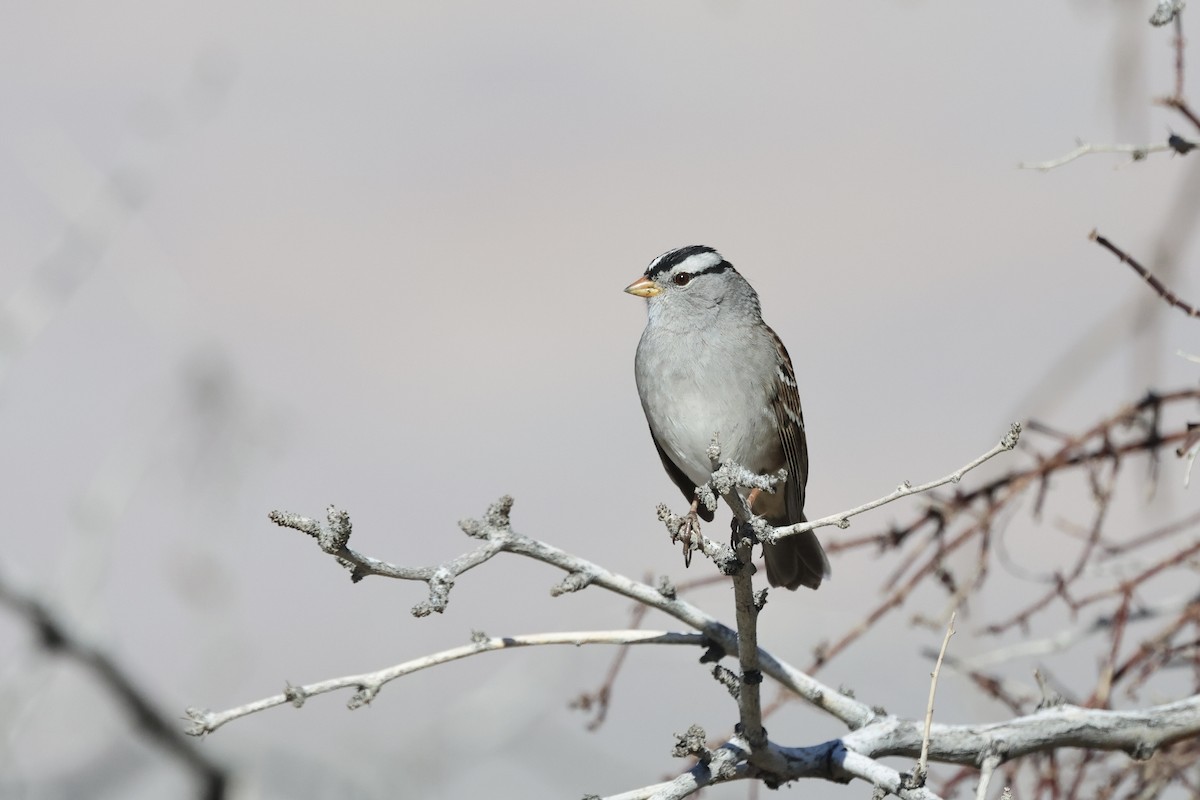 strnadec bělopásý (ssp. gambelii) - ML646675237