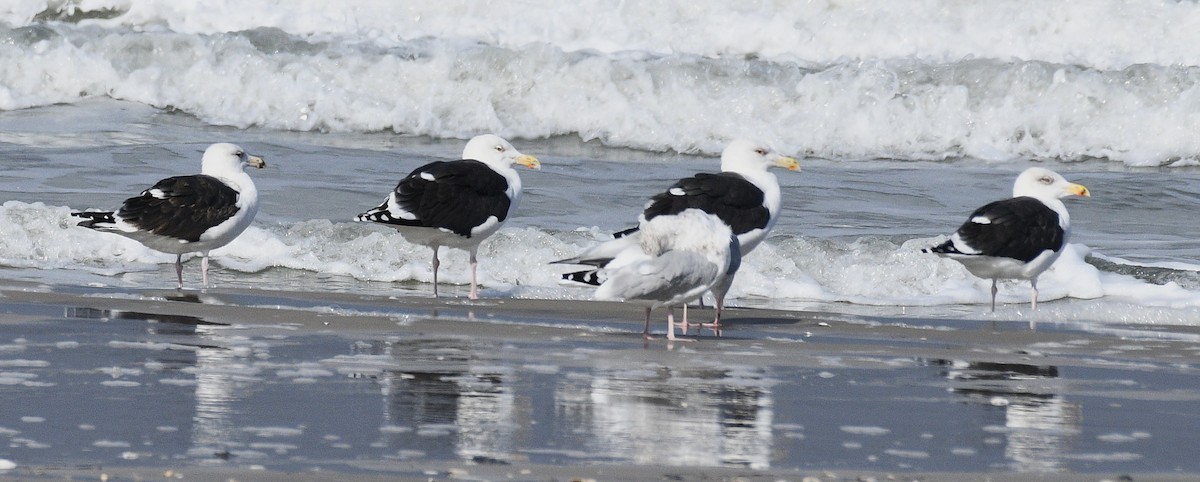 Great Black-backed Gull - ML646675240