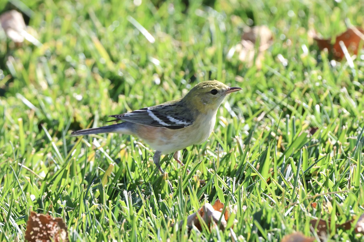 クリイロアメリカムシクイ - ML646675246