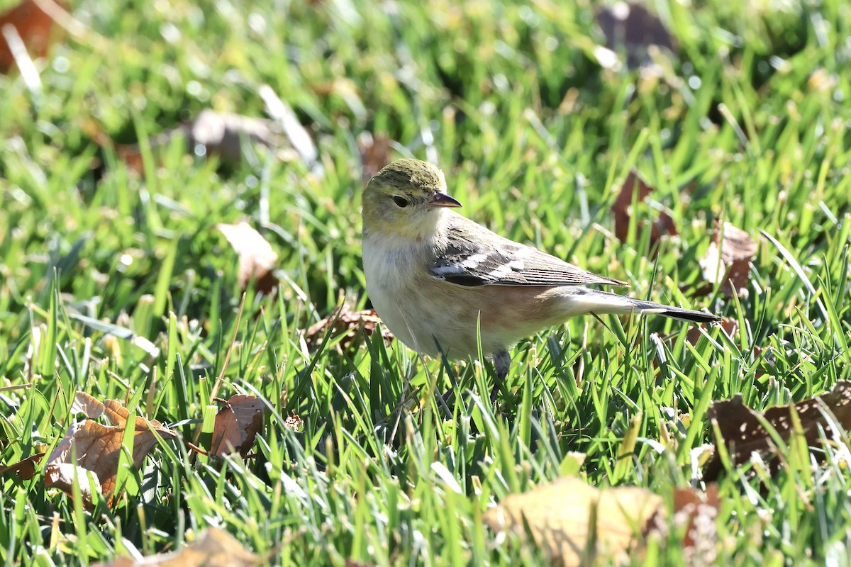 クリイロアメリカムシクイ - ML646675247