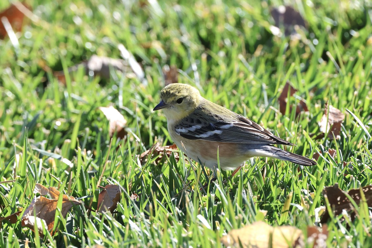 クリイロアメリカムシクイ - ML646675248