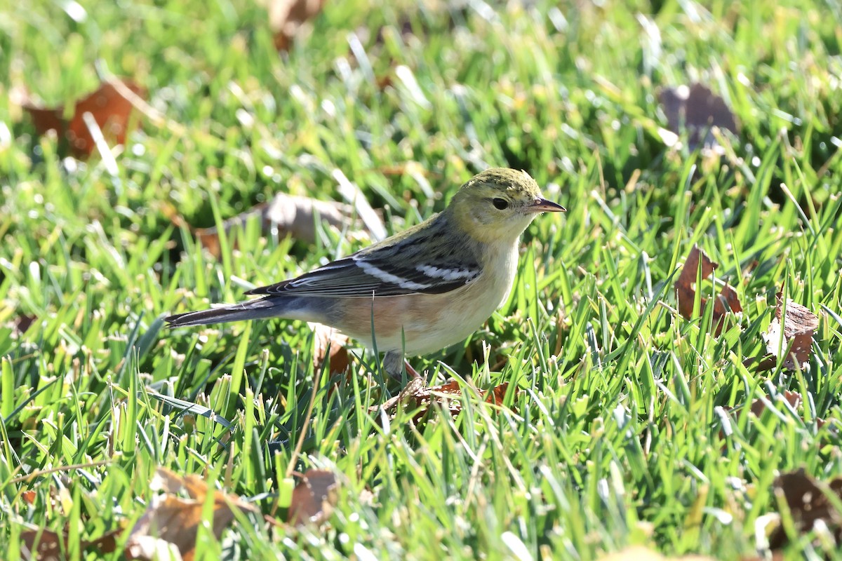 クリイロアメリカムシクイ - ML646675249