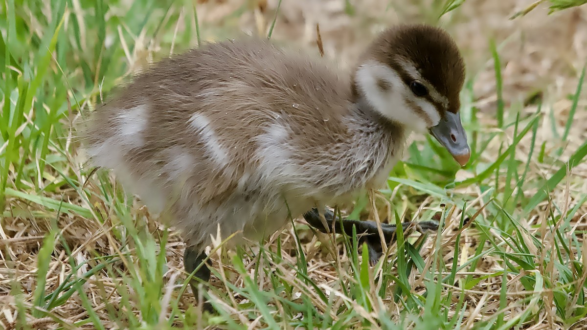 Oca arborea australiana - ML646675254