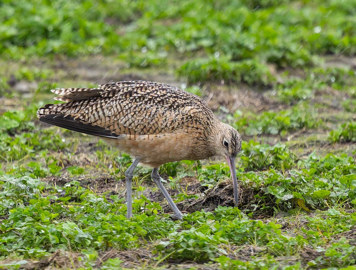 Long-billed Curlew - ML646675257