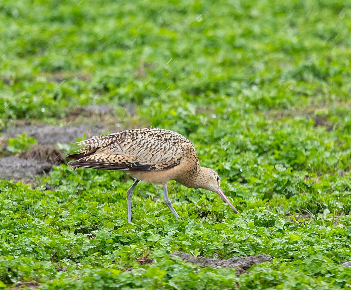 Long-billed Curlew - ML646675258