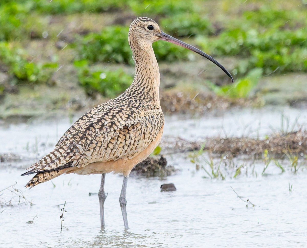 Long-billed Curlew - ML646675259
