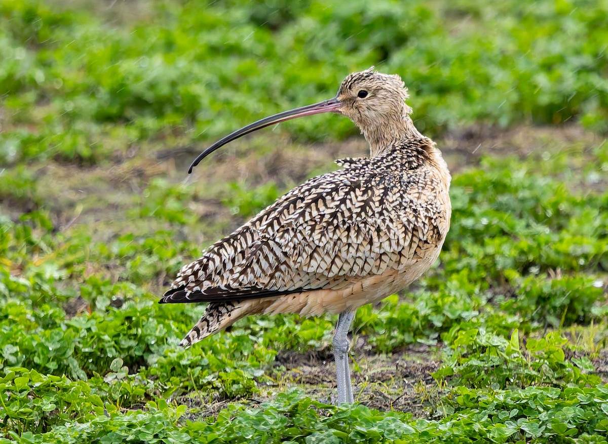 Long-billed Curlew - ML646675260