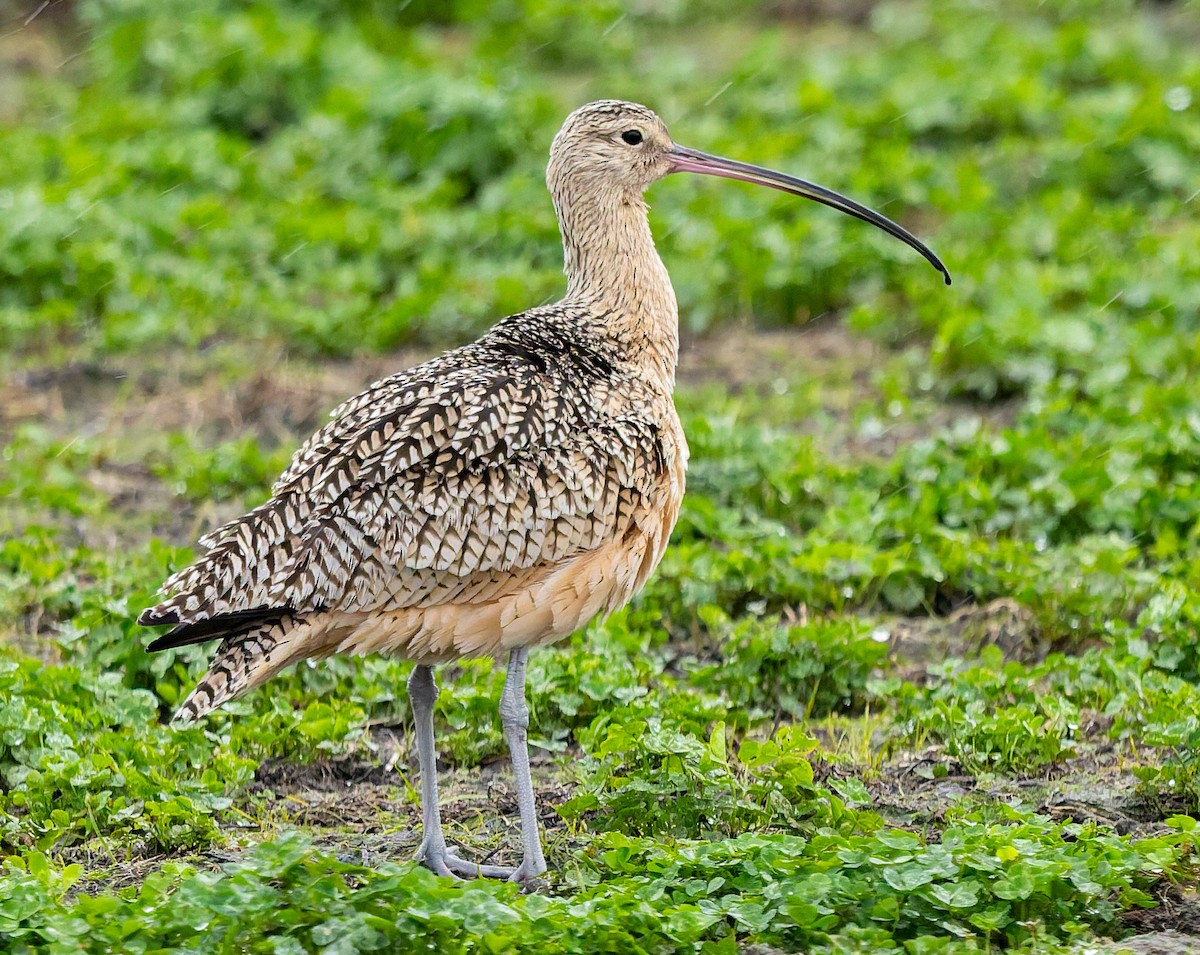 Long-billed Curlew - ML646675261