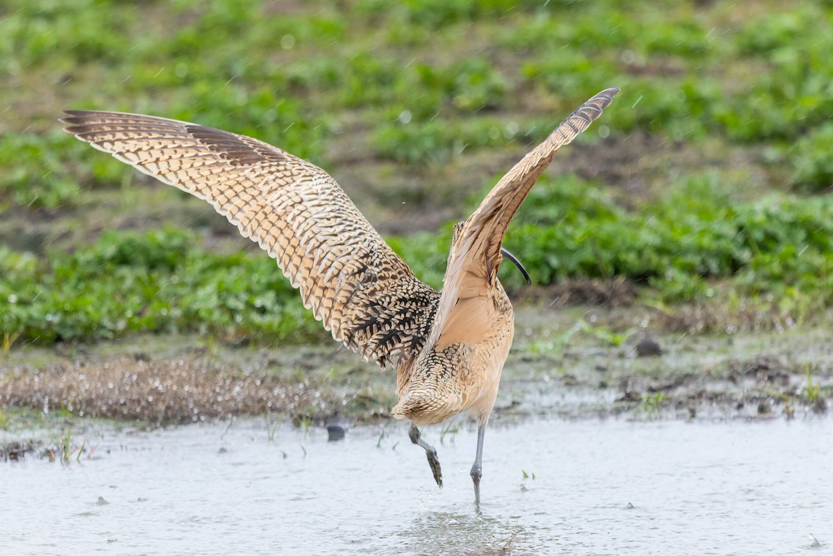 Long-billed Curlew - ML646675262