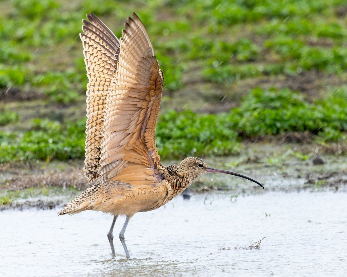 Long-billed Curlew - ML646675263