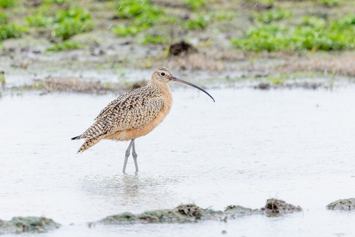 Long-billed Curlew - ML646675264