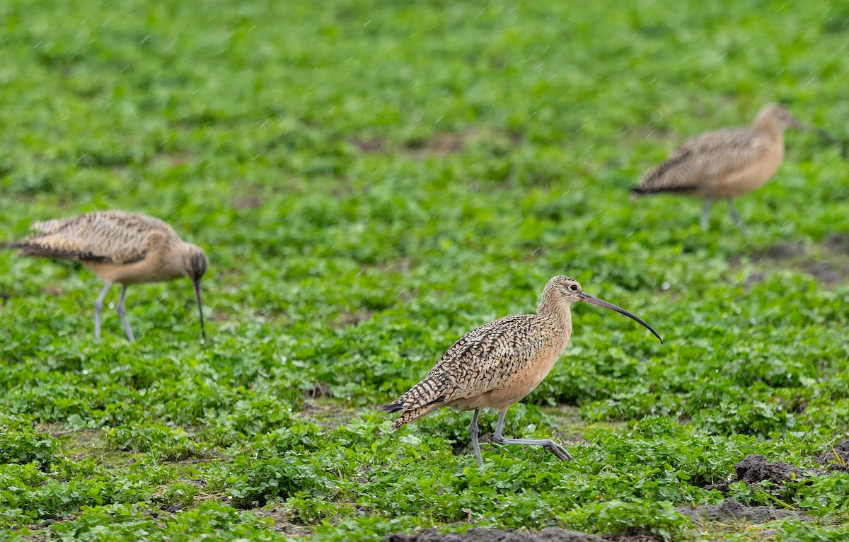 Long-billed Curlew - ML646675265