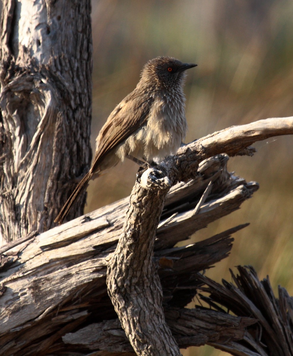 Arrow-marked Babbler - ML646675270