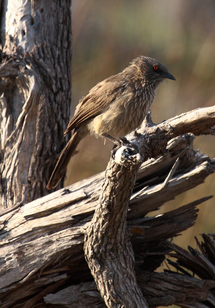 Arrow-marked Babbler - ML646675271