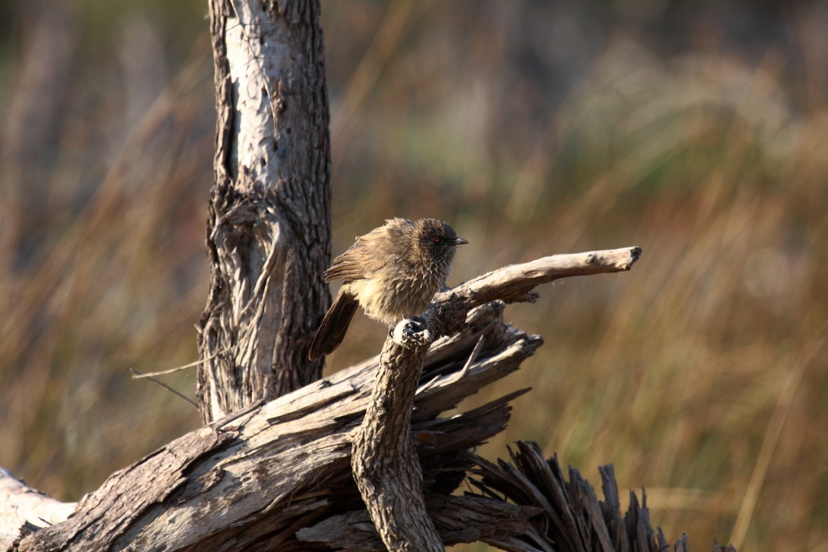 Arrow-marked Babbler - ML646675272