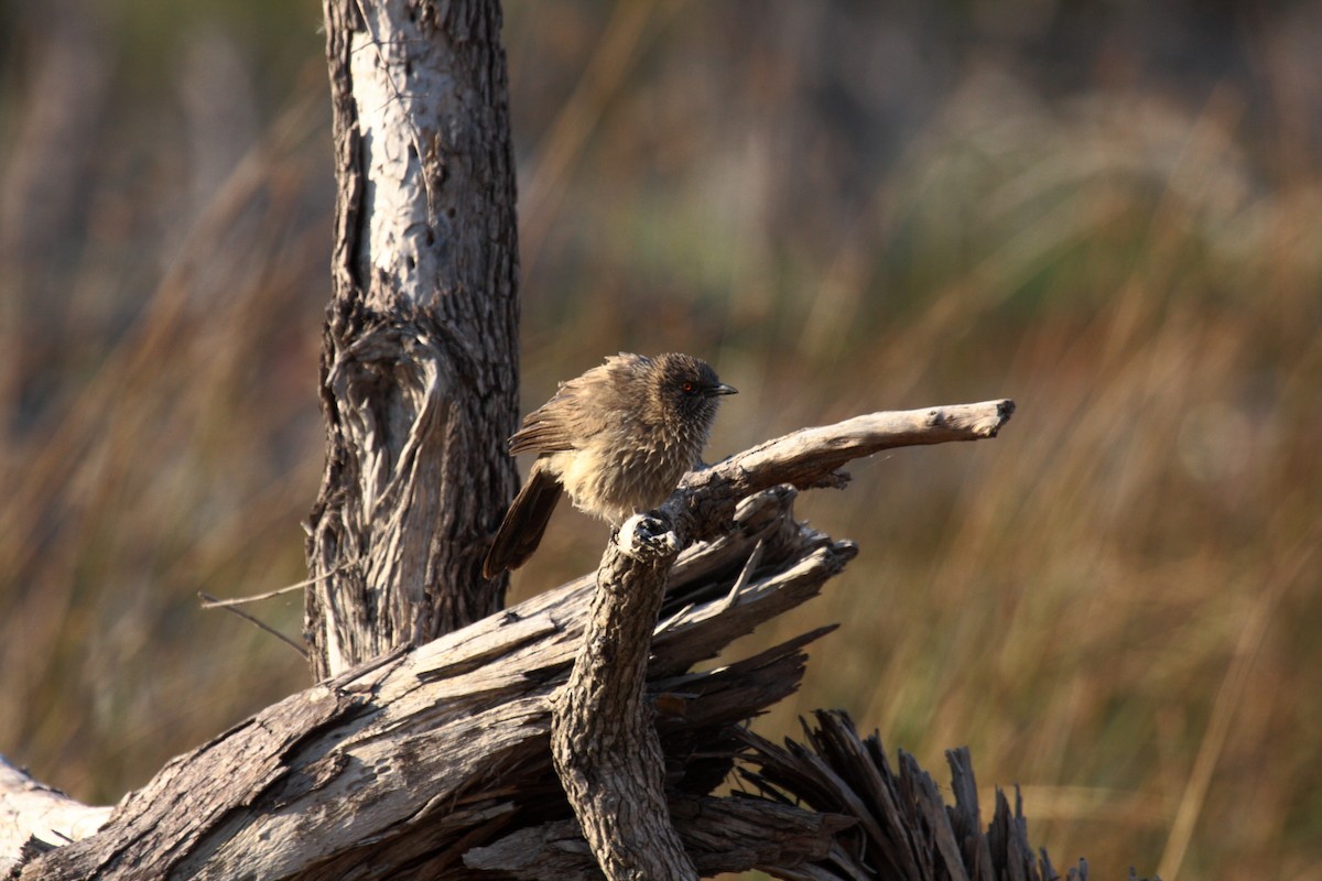 Arrow-marked Babbler - ML646675273