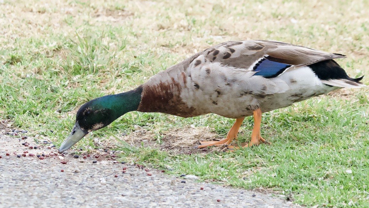 Anatra germanata - ML646675274