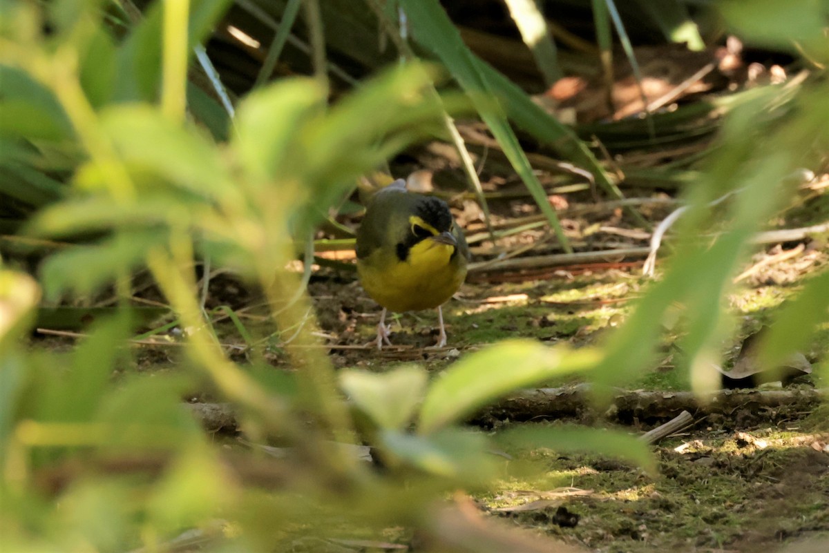 Reinita de Kentucky - ML646675278