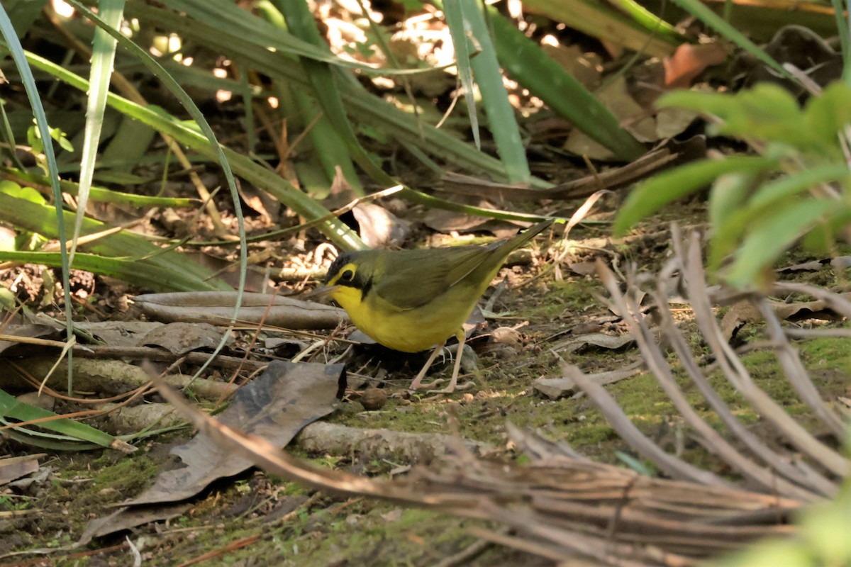 Reinita de Kentucky - ML646675279