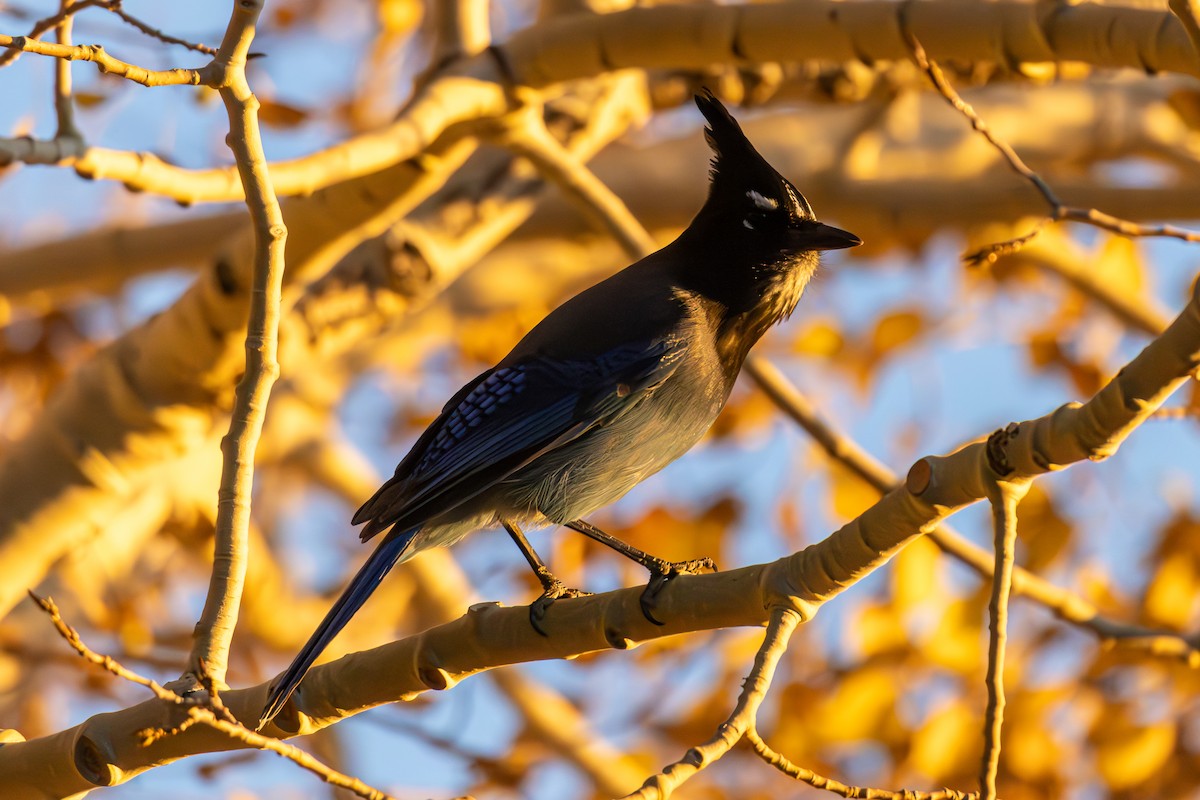 Steller's Jay - ML646675282