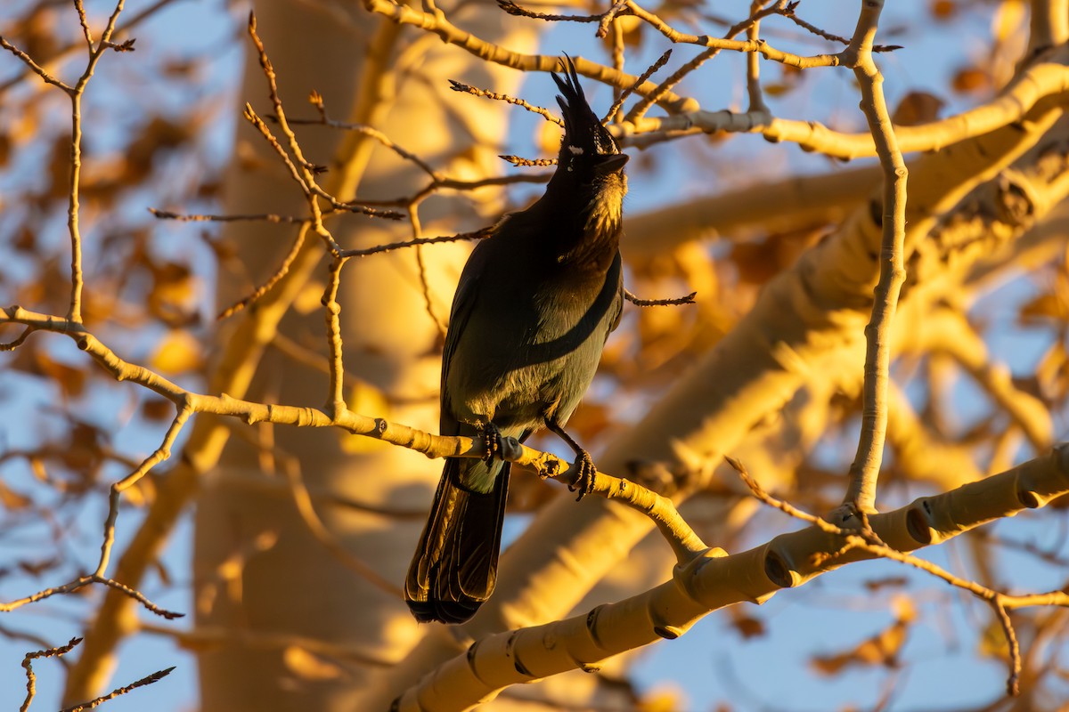 Steller's Jay - ML646675283