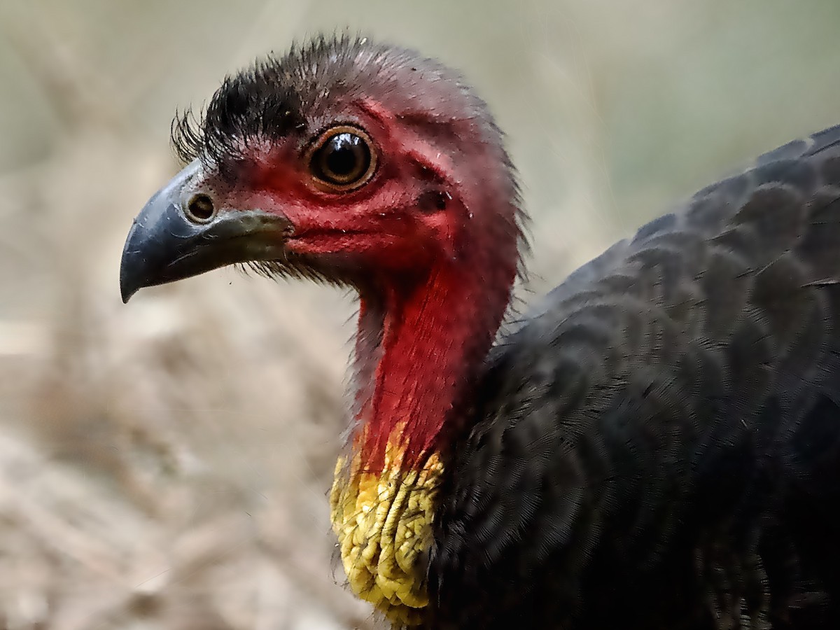 Australian Brushturkey - ML646675284