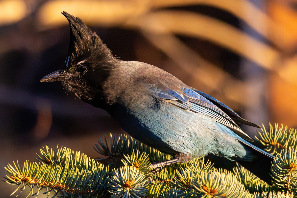 Steller's Jay - ML646675285