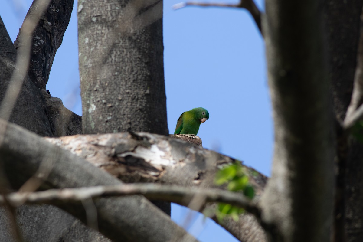 Orange-chinned Parakeet - ML646675287