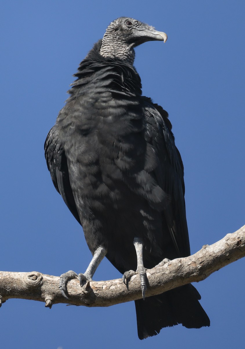 Black Vulture - ML646675289