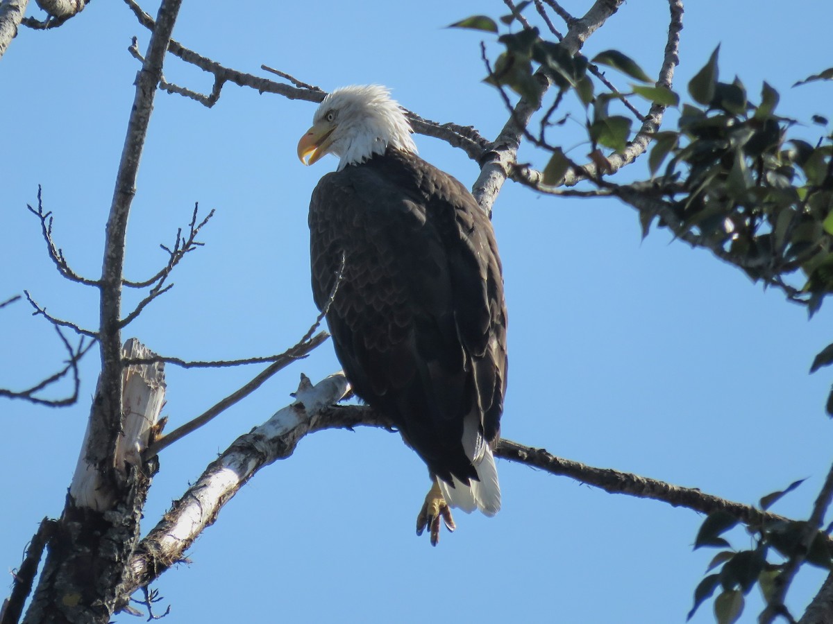 Bald Eagle - ML646675297