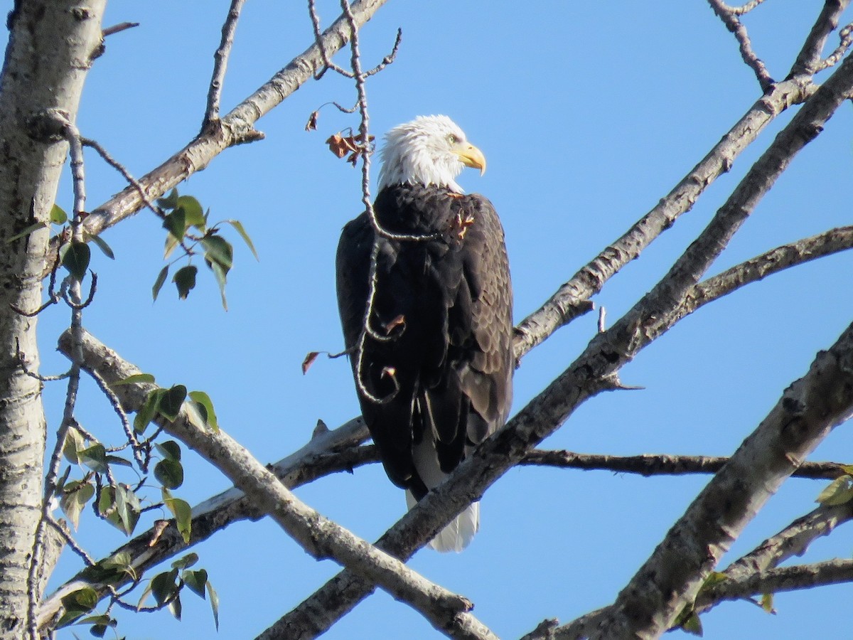 Bald Eagle - ML646675298