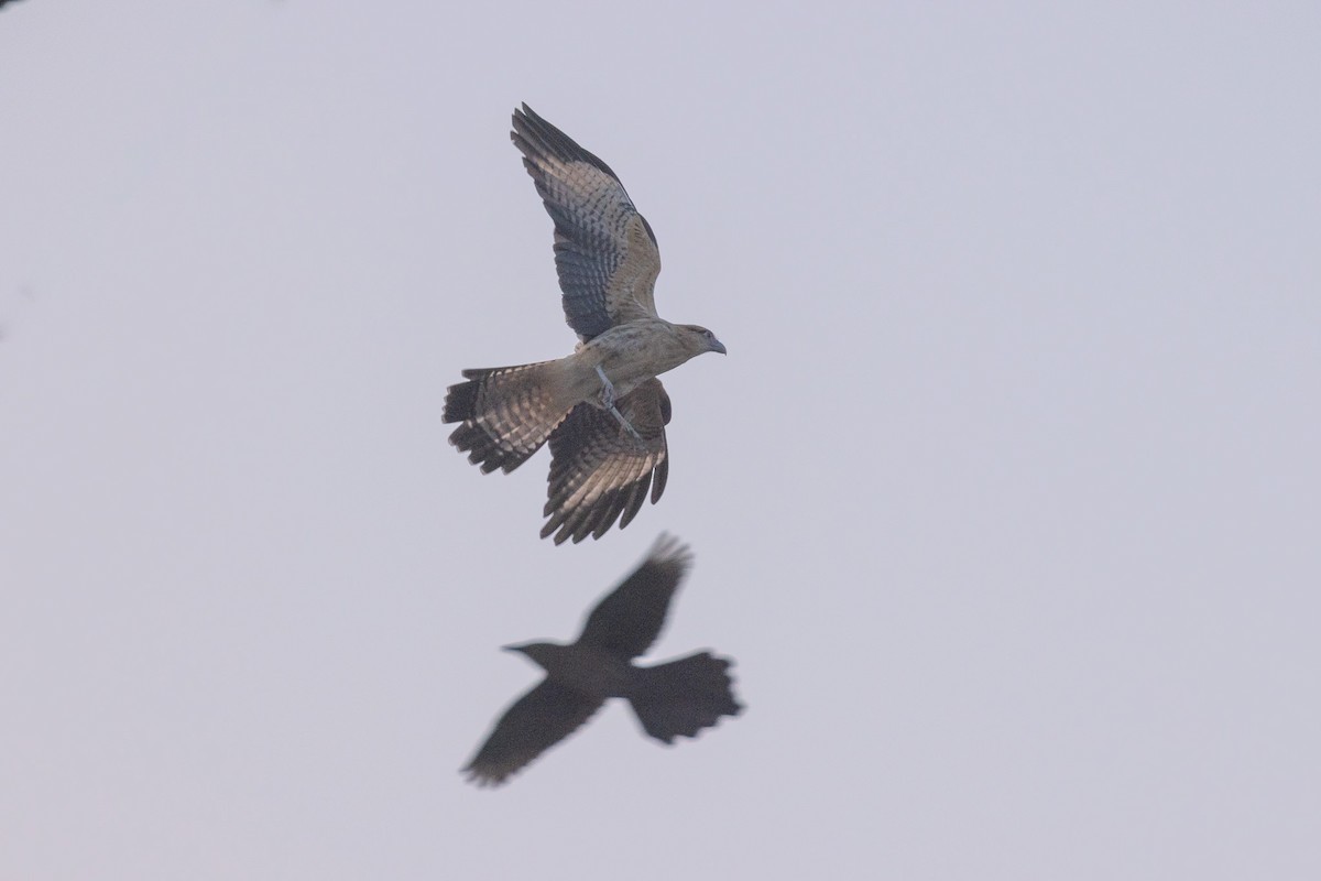 Yellow-headed Caracara - ML646675300