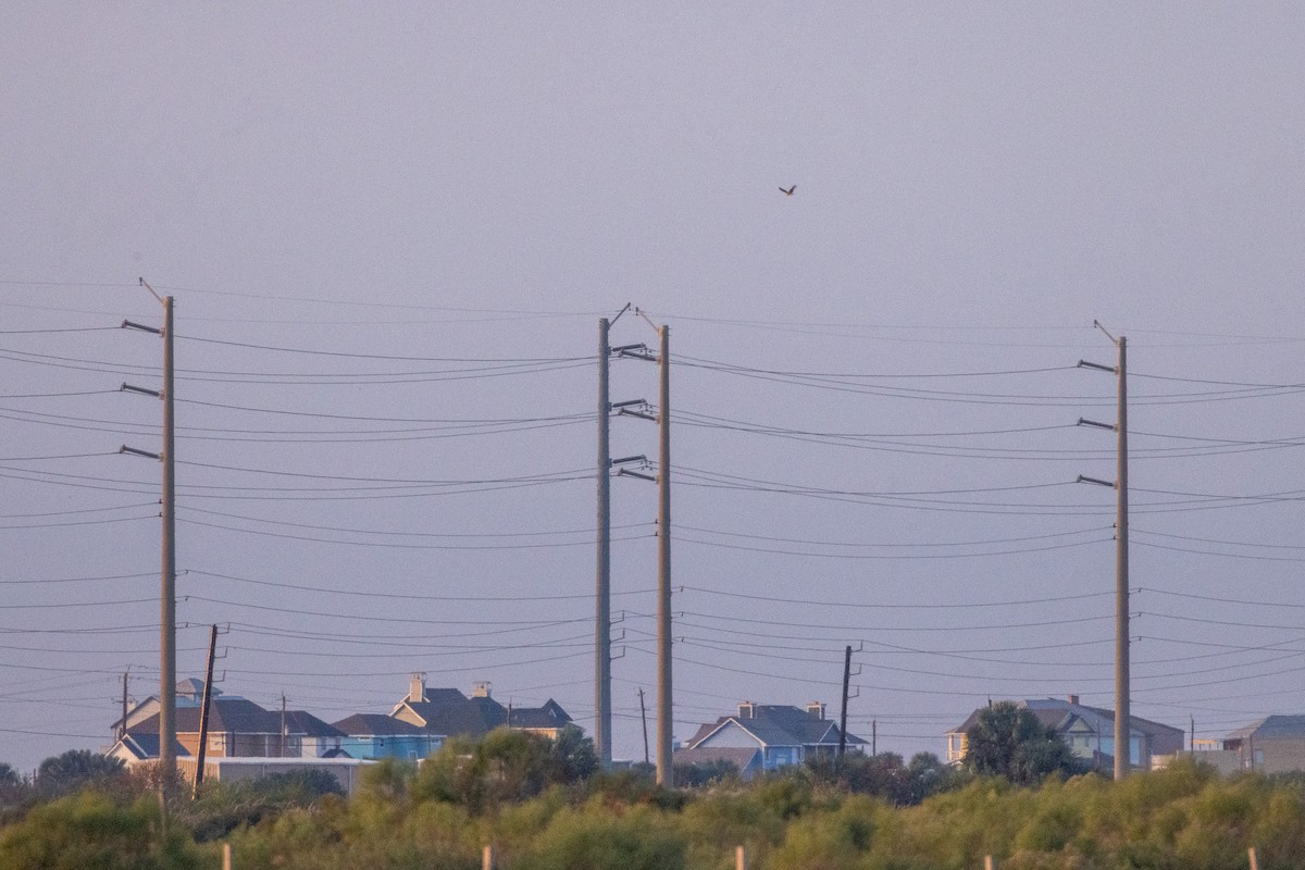Yellow-headed Caracara - ML646675301