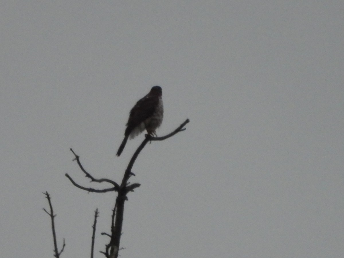 Cooper's Hawk - ML646675302