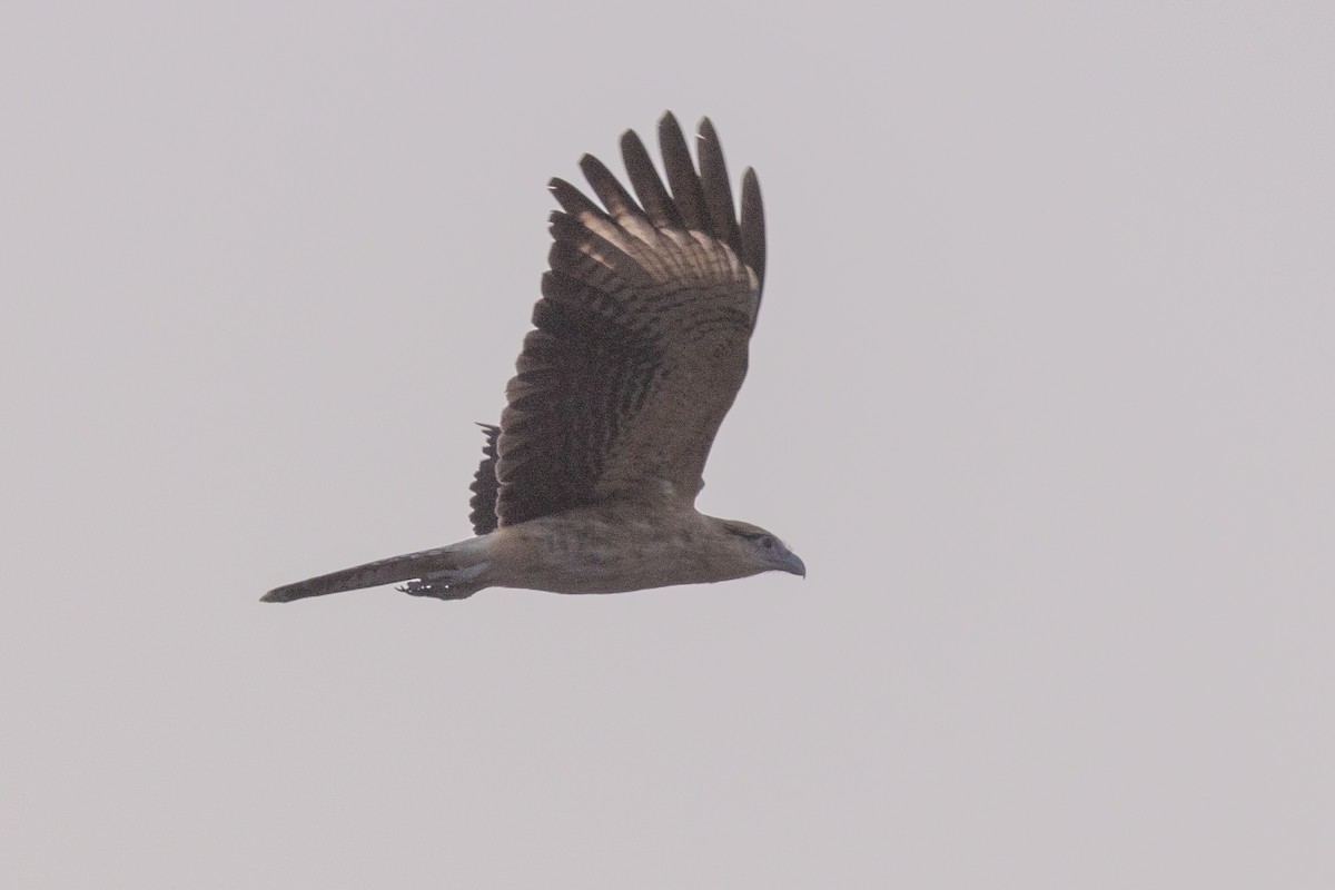 Yellow-headed Caracara - ML646675303