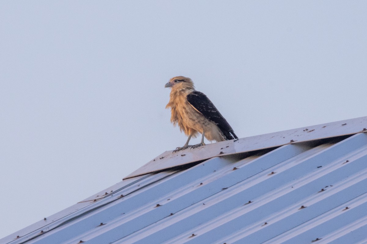 Yellow-headed Caracara - ML646675305